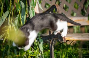 Kater springt von einer Bank