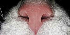 Nase von Pepper, Katzennase
